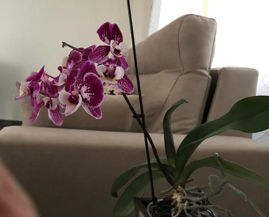 Apartamento Cangas Relax กังกัส เด โอนิส ภายนอก รูปภาพ